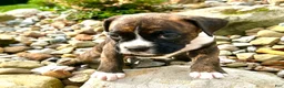 Boxer dogs for sale: Boxer 4  - Ad 1