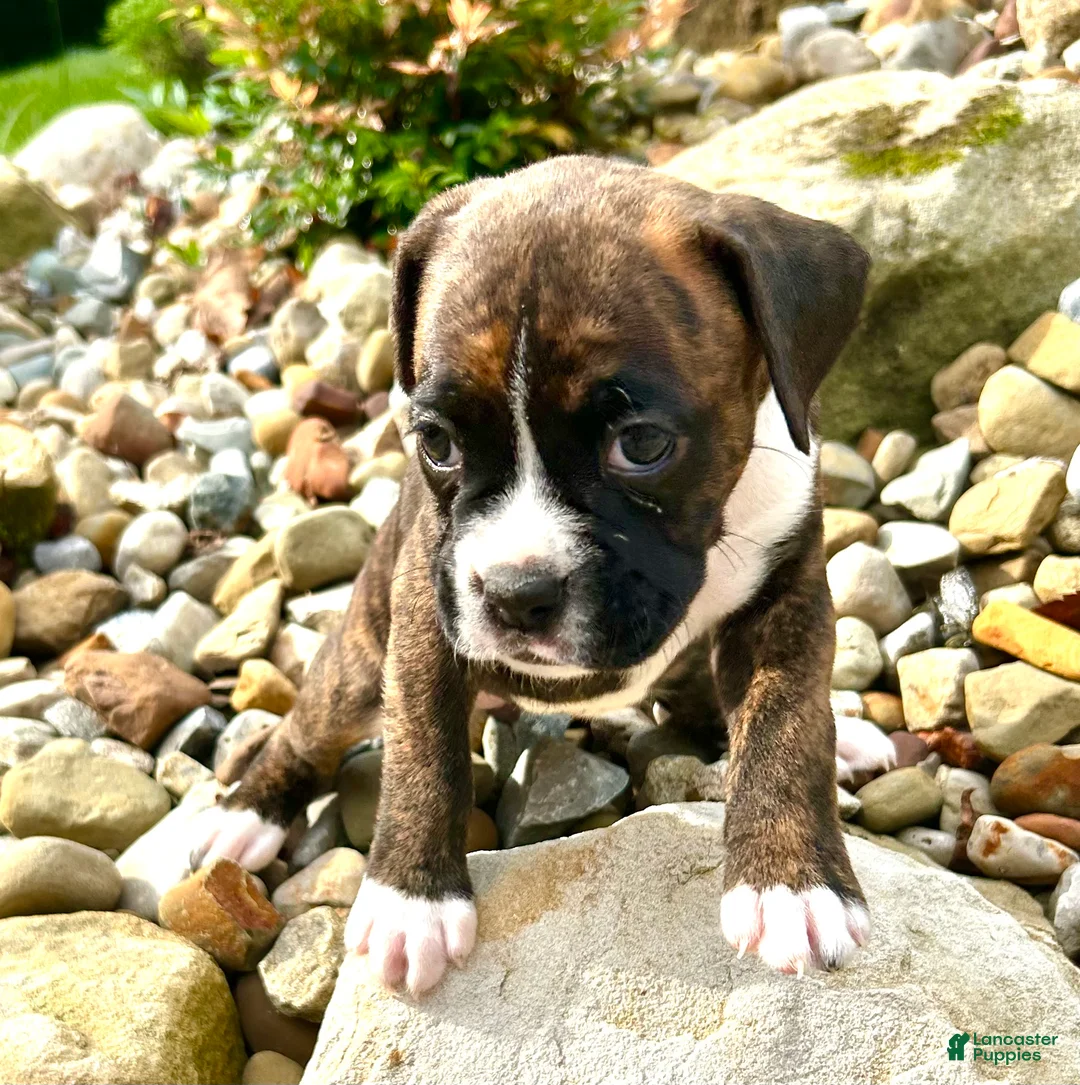 Boxer dogs for sale: Boxer 4  - Ad 1