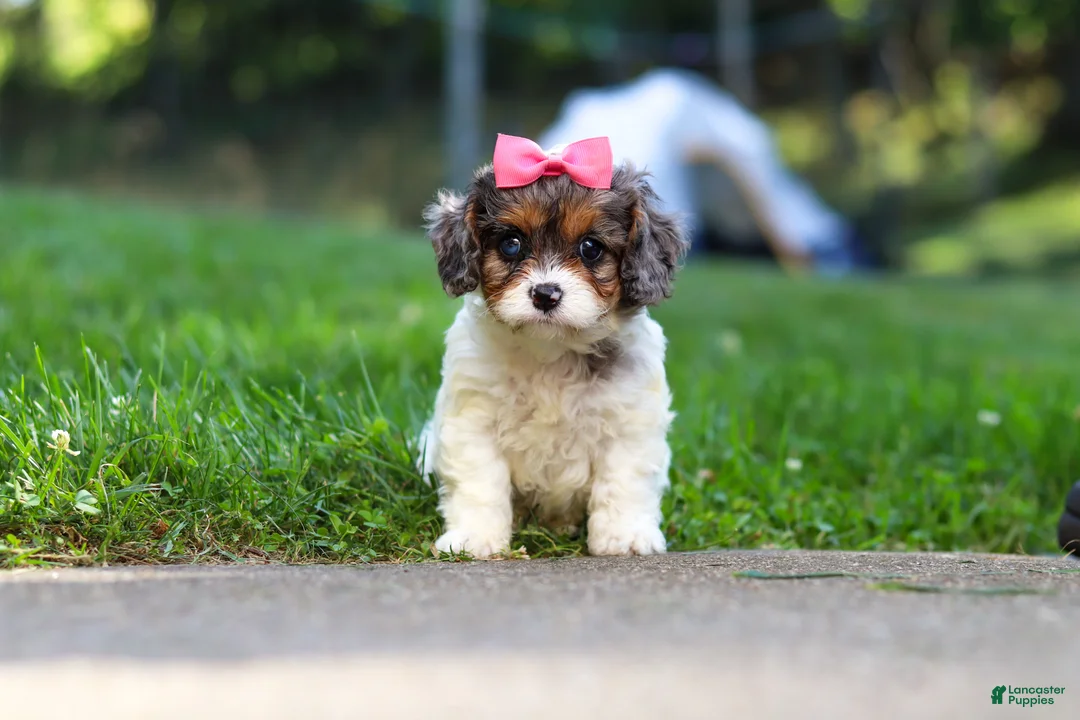 Cavapoo dogs for sale: Everest - Ad 1