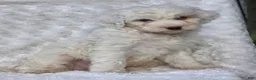 Mini Goldendoodle dogs for sale: Brent - Ad 4
