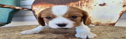 Cavalier King Charles Spaniel dogs for sale: Dillon - Ad 15