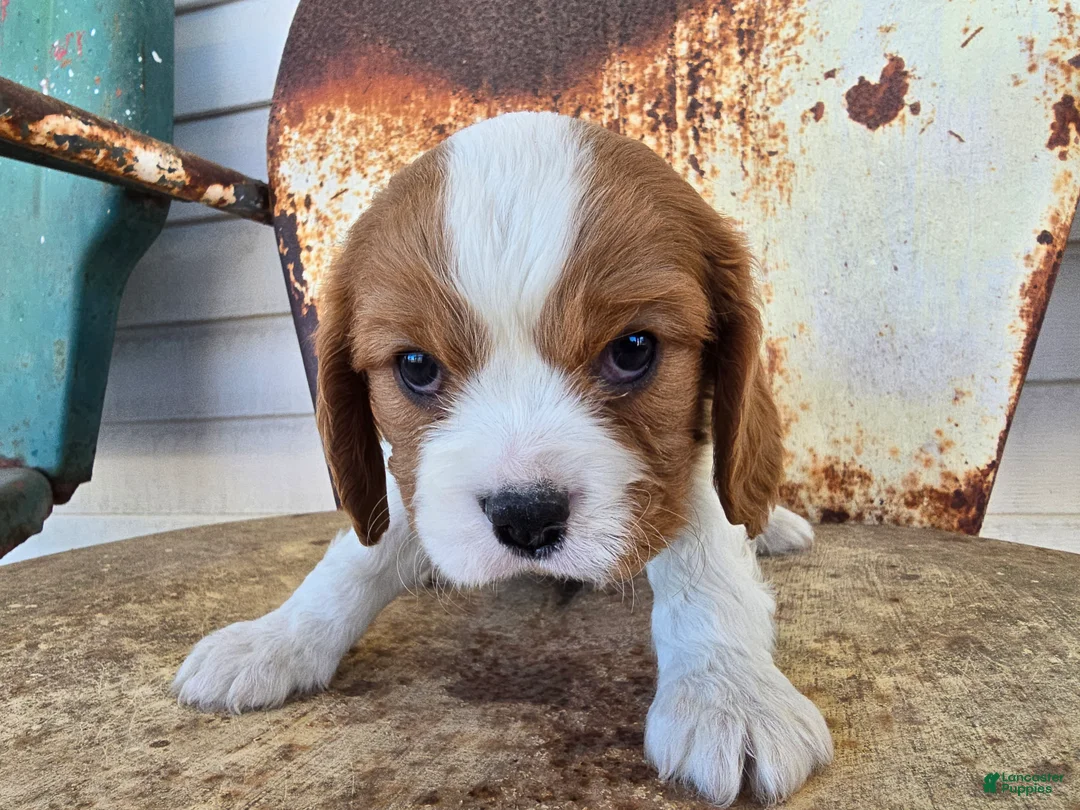 Cavalier King Charles Spaniel dogs for sale: Dillon - Ad 15