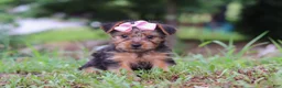 Yorkshire Terrier dogs for sale: Lola - Ad 9