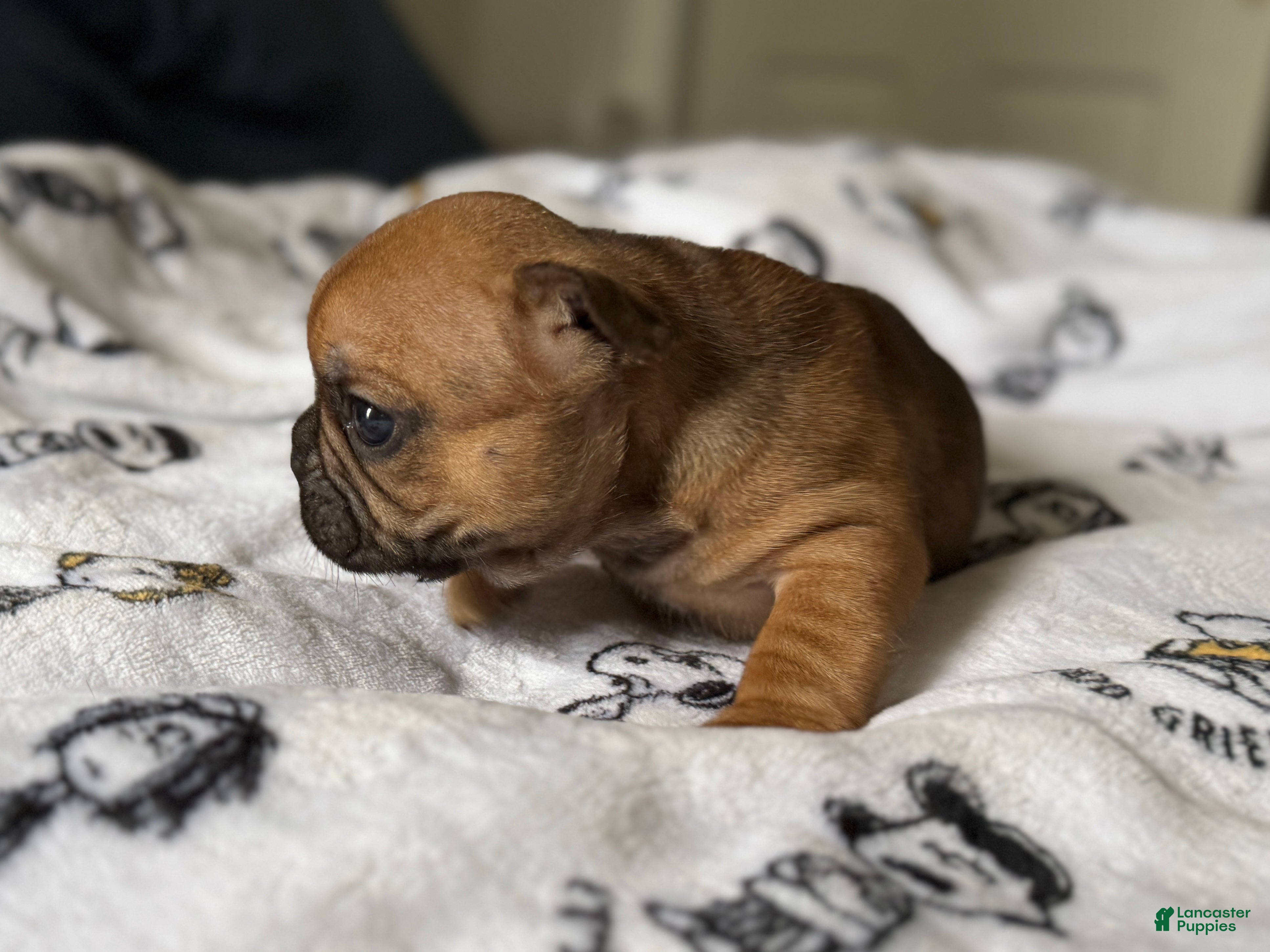 French Bulldog dogs Romeo junior - Ad 2