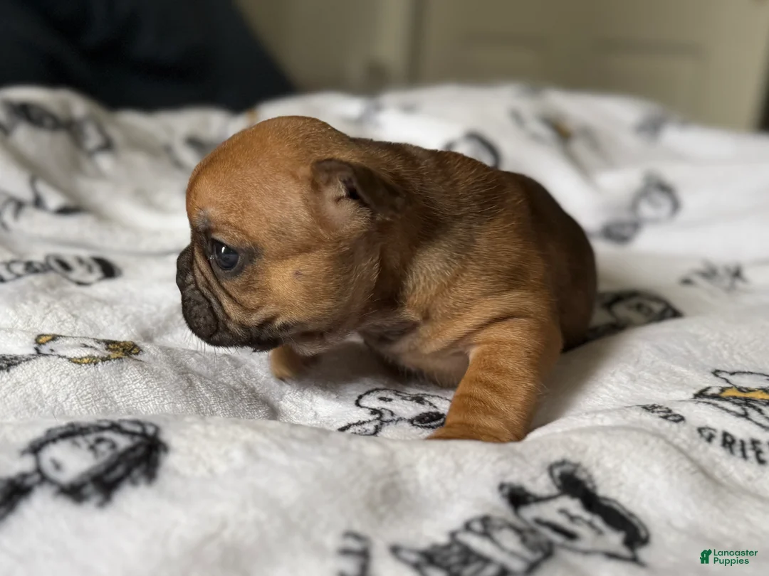 French Bulldog dogs for sale: Romeo junior - Ad 2