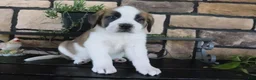 Saint Bernard dogs for sale: Macy - Ad 4