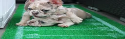 French Bulldog dogs for sale: French Bulldog 3 - Ad 6
