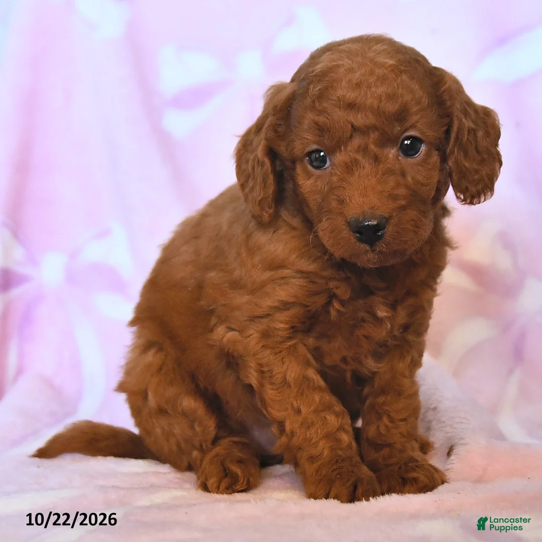 Mini Goldendoodle dogs for sale: Ready - Ad 2