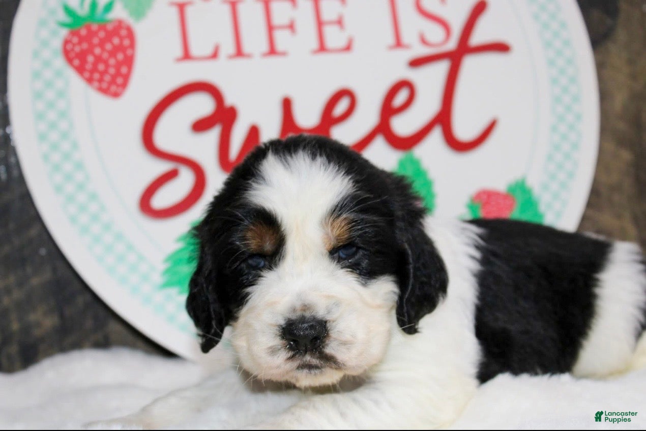 English Springer Spaniel dogs Chester - Ad 2