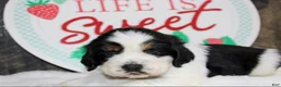 English Springer Spaniel dogs for sale: Chester - Ad 2
