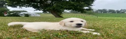 Golden Retriever dogs for sale: Huey - Ad 5