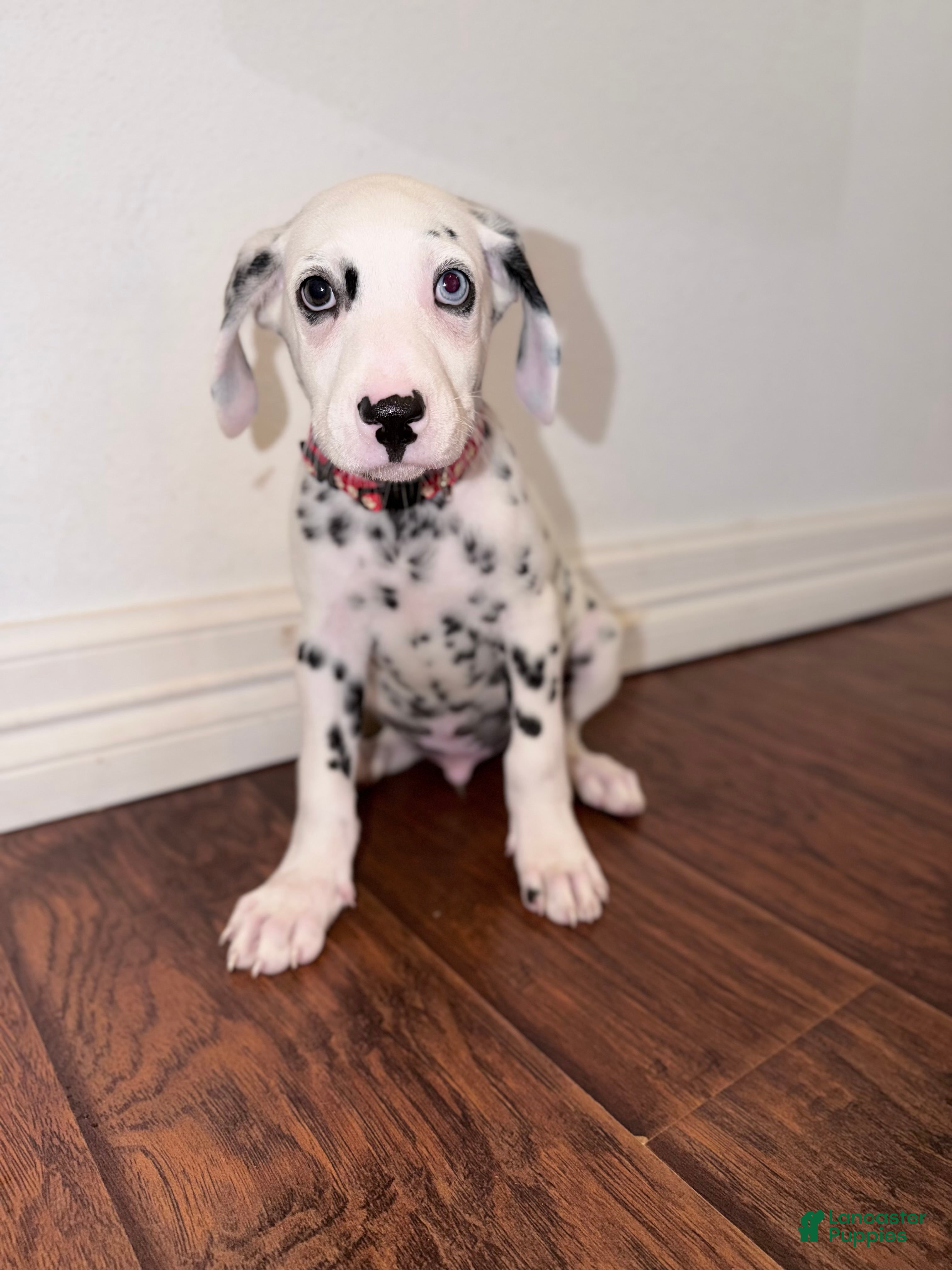 Dalmatian dogs Arlo - Ad 1
