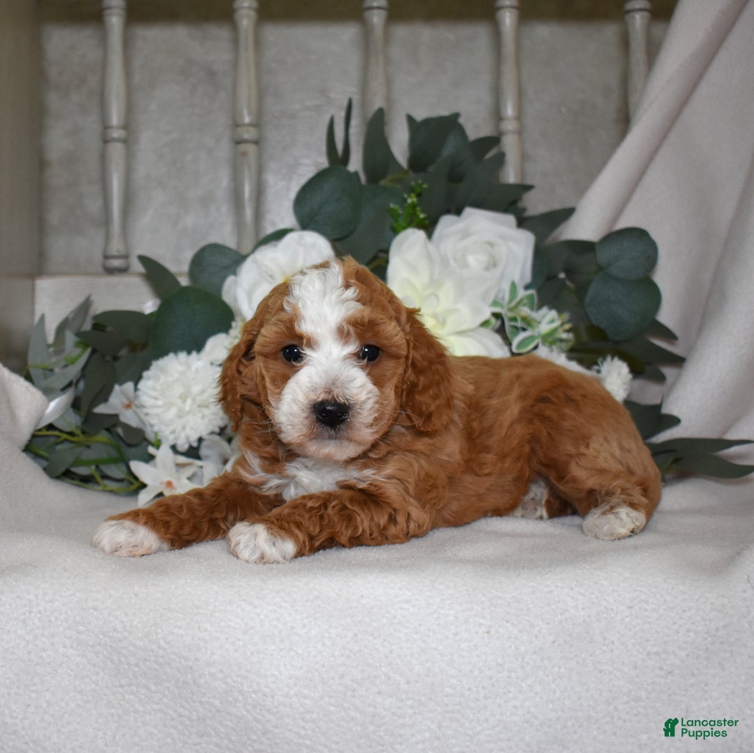 Miniature Poodle dogs for sale: Jewel - Ad 5