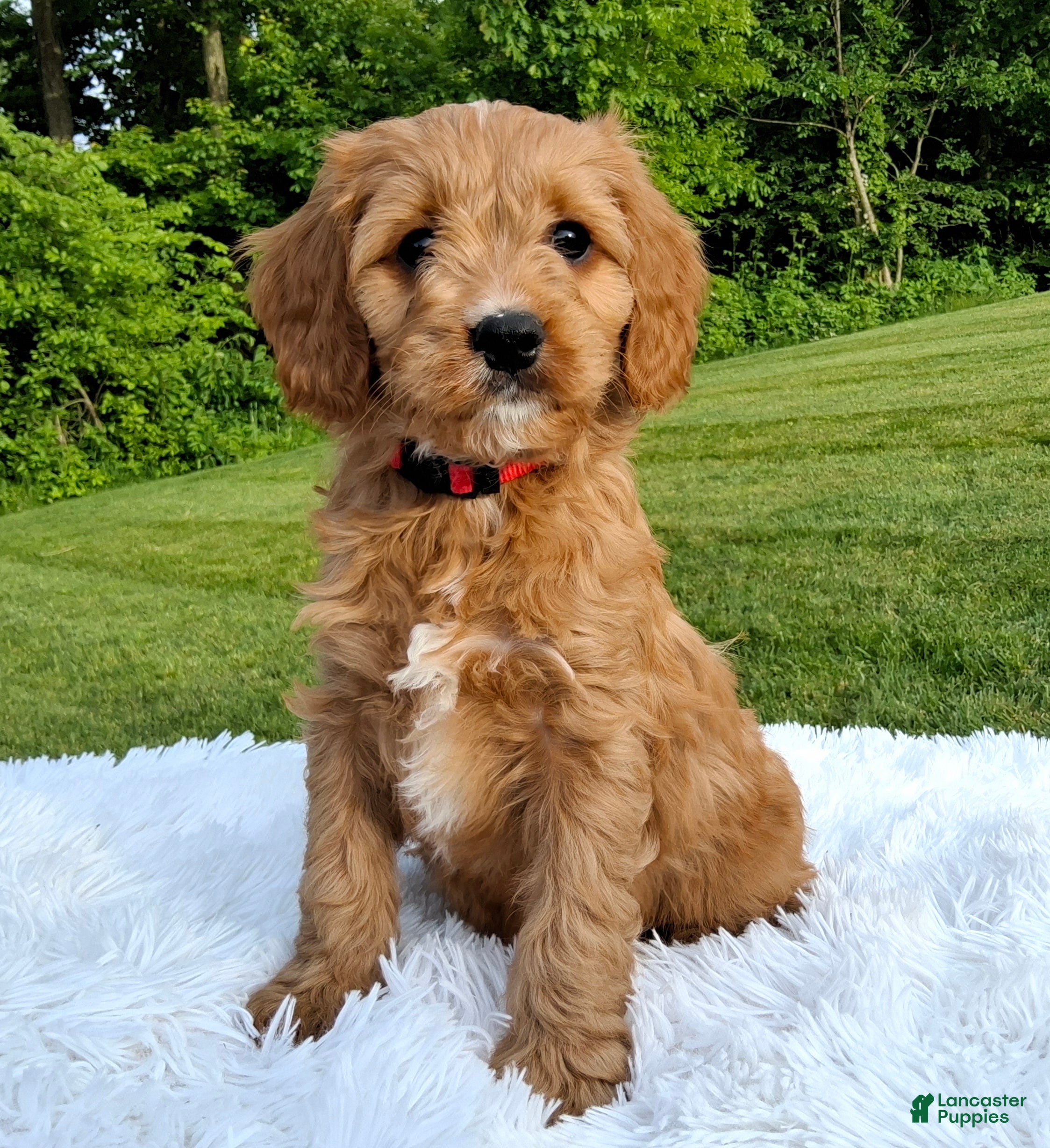 Cavapoo dogs Prince - Ad 1