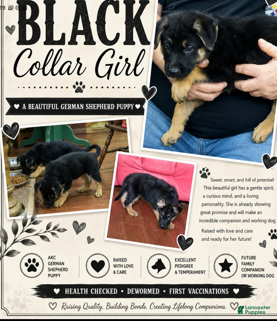 German Shepherd dogs for sale: German Shepherd Puppy 6 - Ad 1