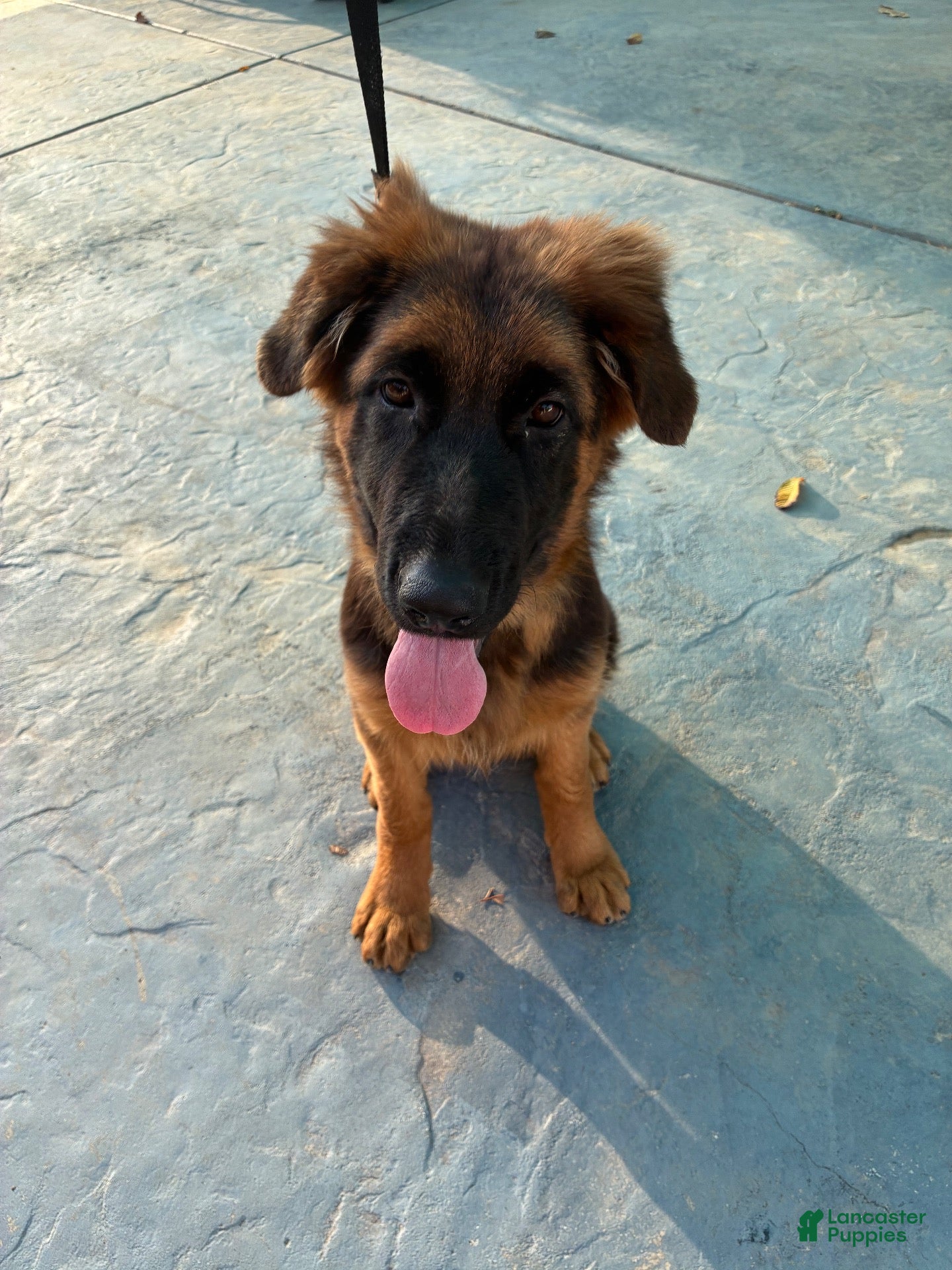 German Shepherd dogs German Shepherd 1 - Ad 24