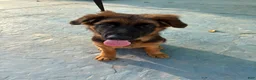 German Shepherd dogs for sale: German Shepherd 1 - Ad 1