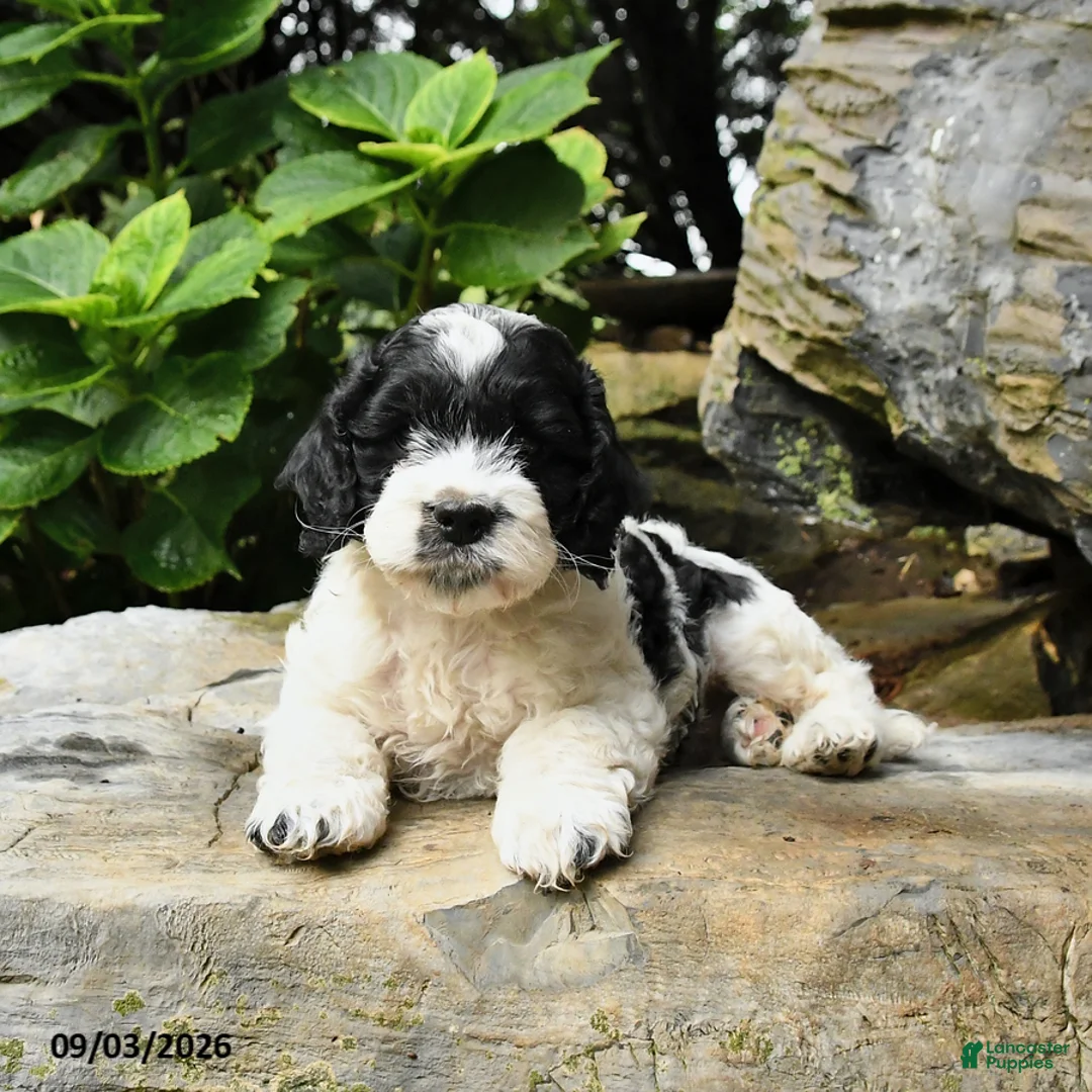 Cockapoo dogs for sale: Berry - Ad 2