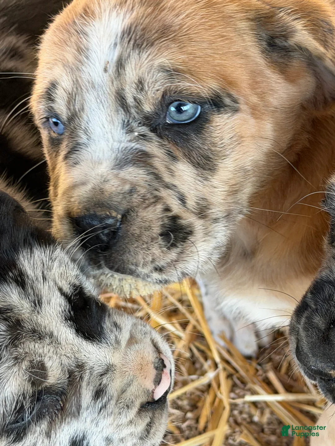 English Mastiff dogs for sale: English Mastiff Puppy 1 - Ad 10