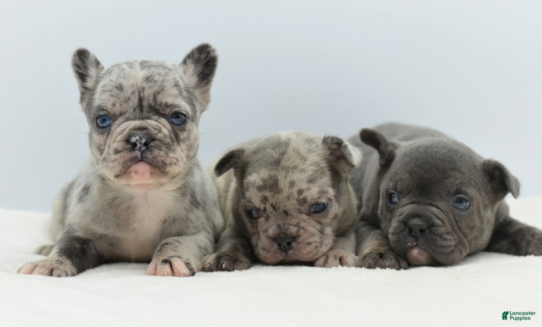 Mixed Breed dogs for sale: Nugget blue hybrid  - Ad 4