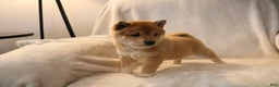 Shiba Inu dogs for sale: Shadow - Ad 8