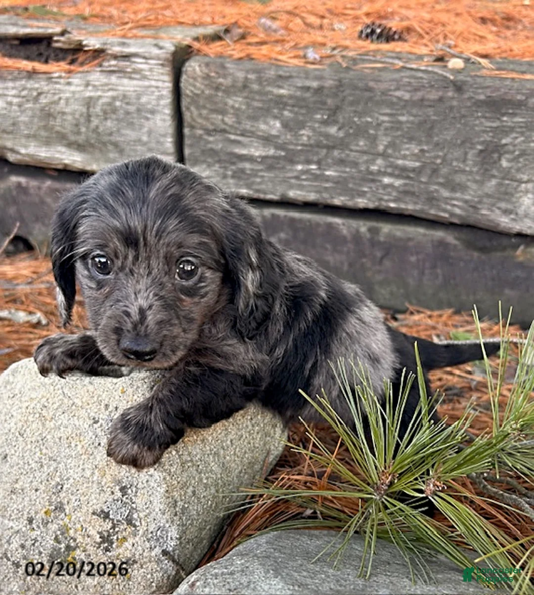Miniature Dachshund dogs for sale: Opal - Ad 3