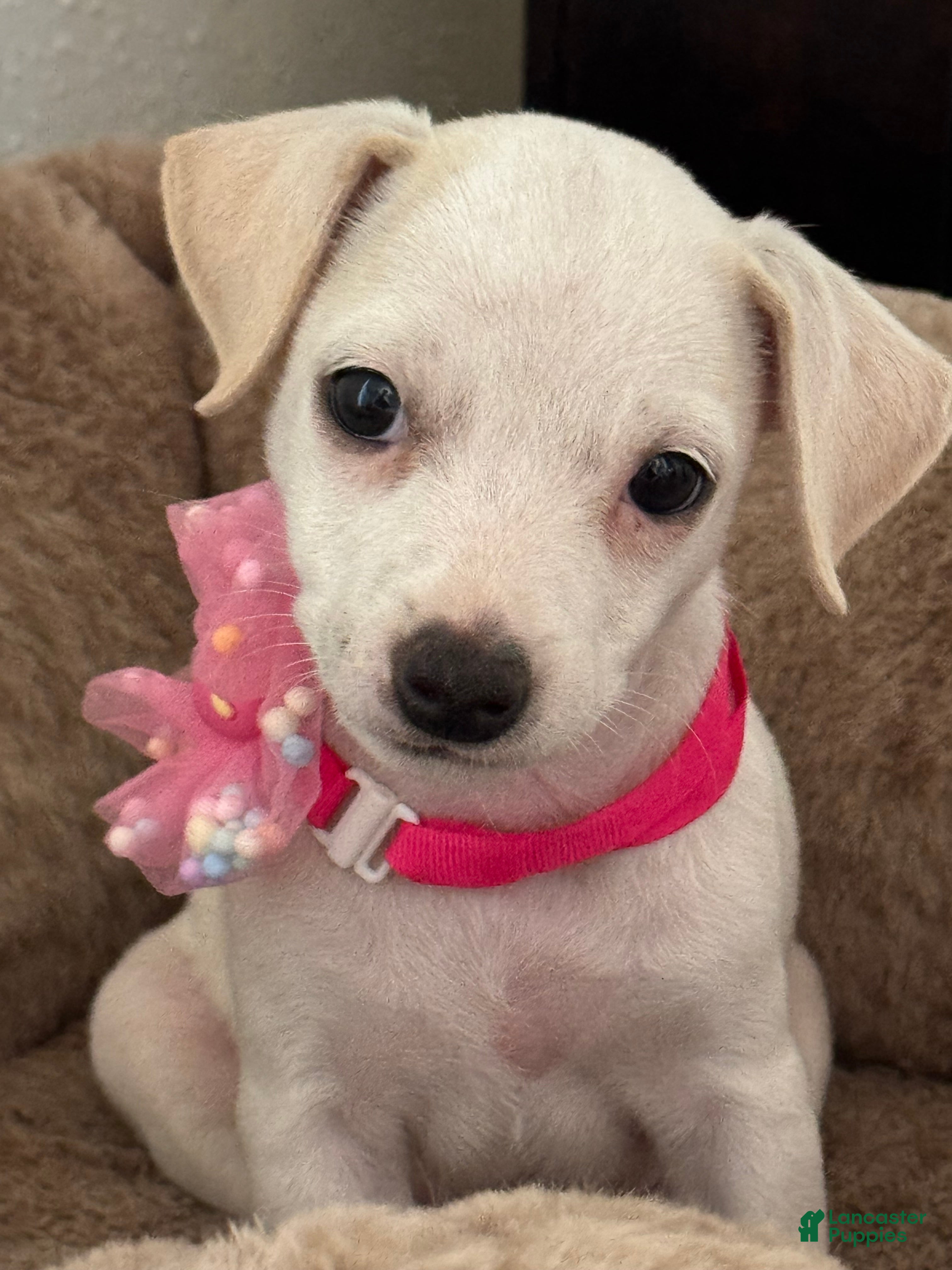 Jack Russell Terrier dogs Jack Russell Terrier Puppy 1 - Ad 1