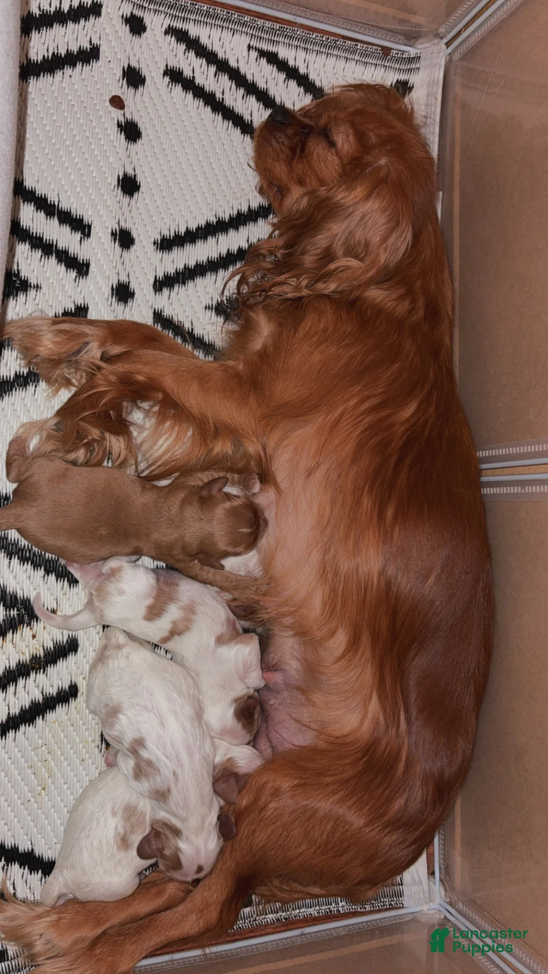 Cavalier King Charles Spaniel dogs for sale: Cavalier King Charles Spaniel Puppy 3 - Ad 2
