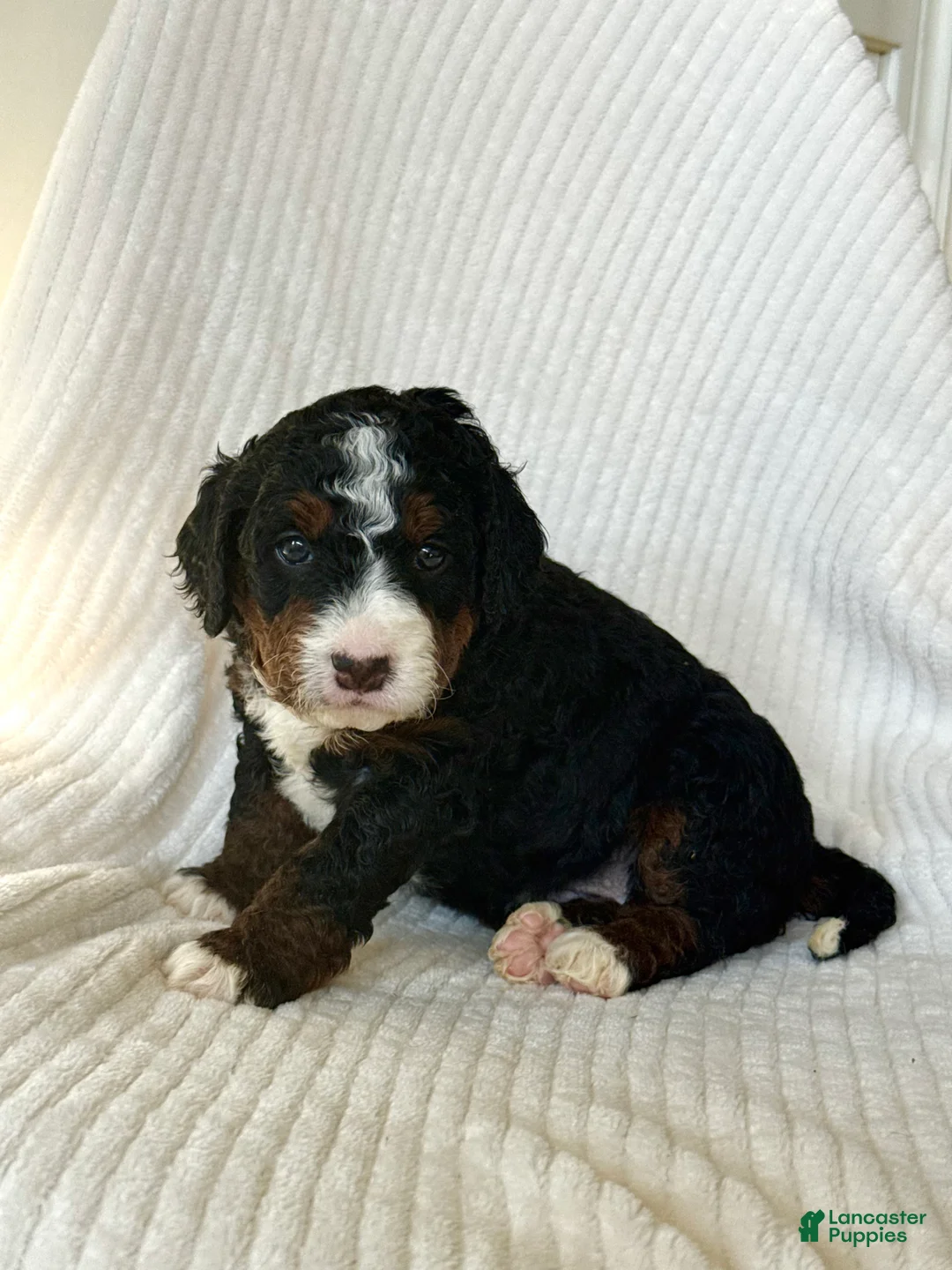 Mini Bernedoodle dogs for sale: Lyla - Ad 1