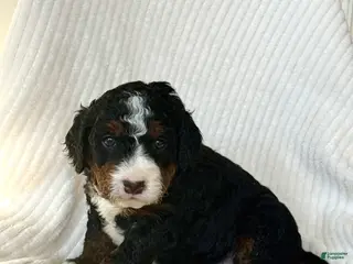 Mini Bernedoodle dogs Lyla - Ad 9