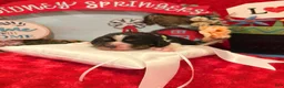 English Springer Spaniel dogs for sale: Neon collar - Ad 3