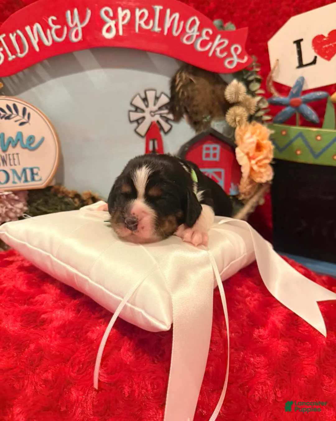 English Springer Spaniel dogs for sale: Neon collar - Ad 3