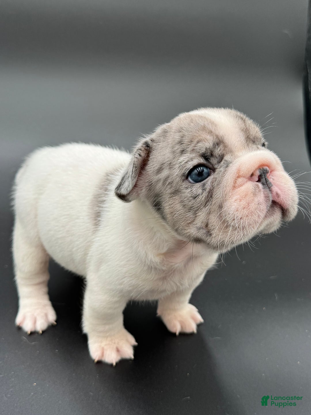 French Bulldog dogs for sale: French Bulldog Puppy 2 - Ad 5