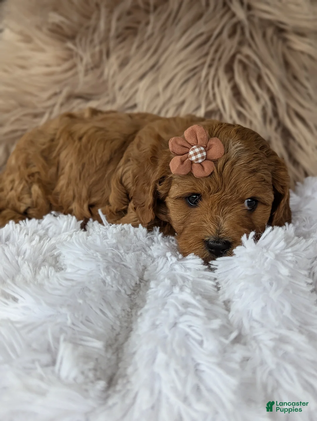 Cavapoo dogs for sale: Vivie  - Ad 2