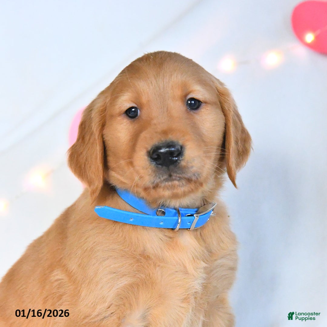 Golden Retriever dogs for sale: Miles - Ad 2