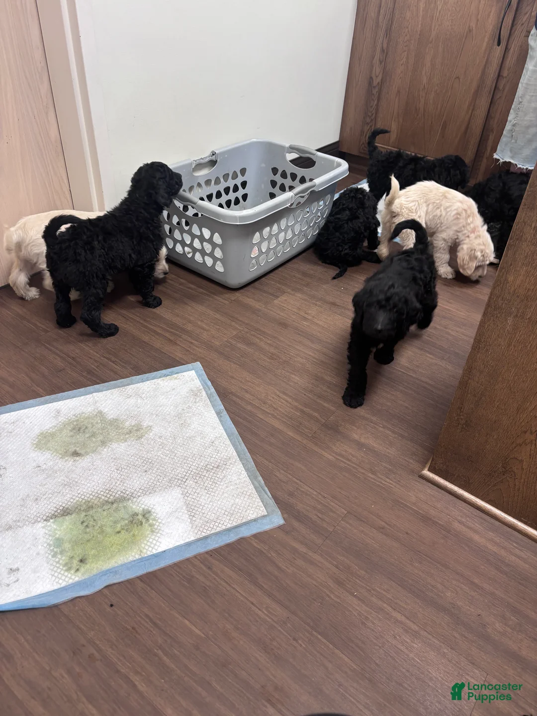 Labradoodle dogs for sale: Labradoodle Puppy 6 - Ad 6