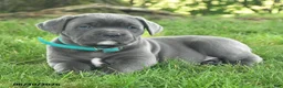 Cane Corso dogs for sale: Rain - Ad 4