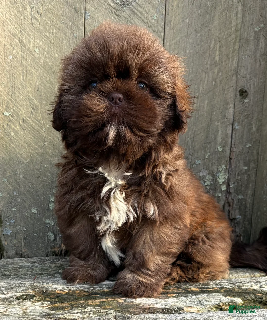 Shih Tzu dogs for sale: 💚 IN BOSTON MASSACHUSETTS AREA 💚 PUREBRED CHOCOLATE SHIH TZU 💚 ESTIMATED ADULT SIZE 10-12 LBS 💚 - Ad 2