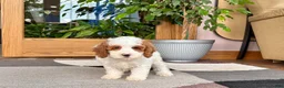 Cavapoo dogs for sale: Cavapoo male 1 - Ad 9