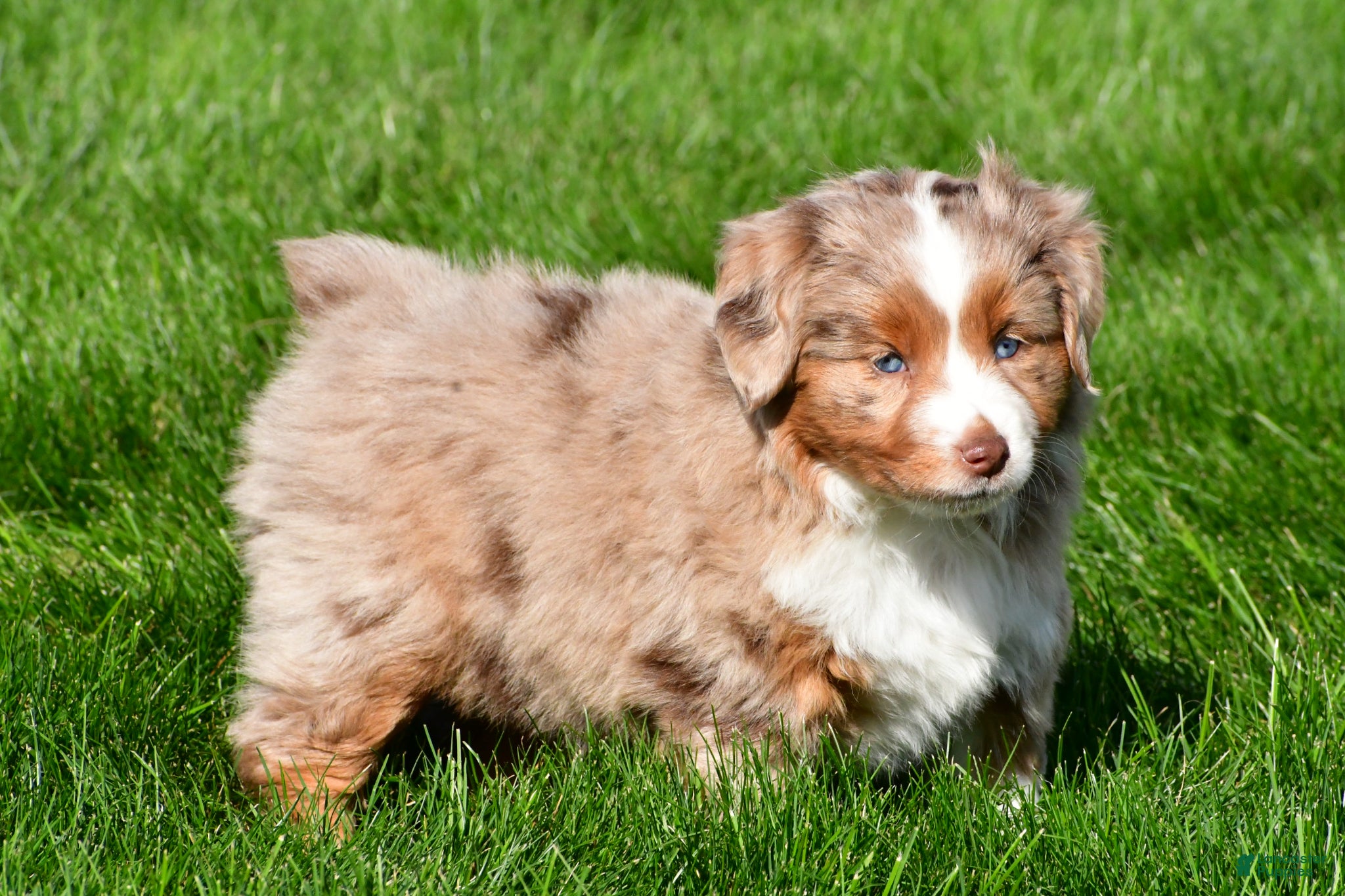 Miniature Australian Shepherd dogs Tasha - Ad 2