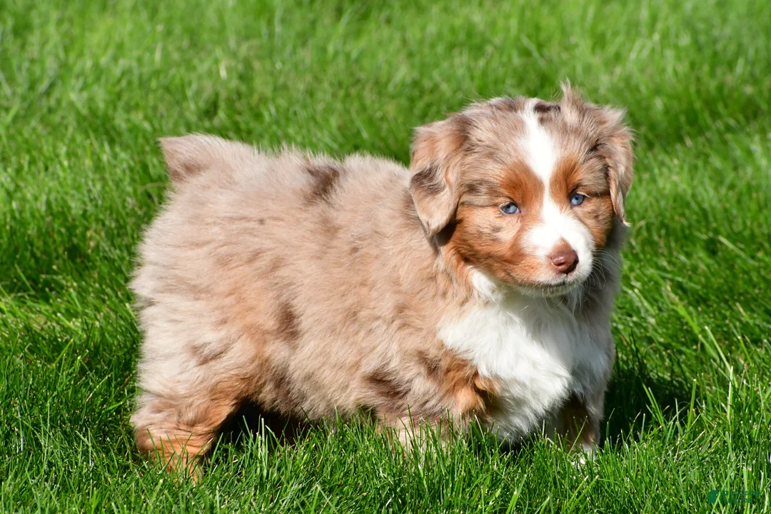 Miniature Australian Shepherd dogs for sale: Tasha - Ad 2