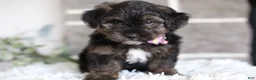 Yorkiepoo dogs for sale: Summer - Ad 5