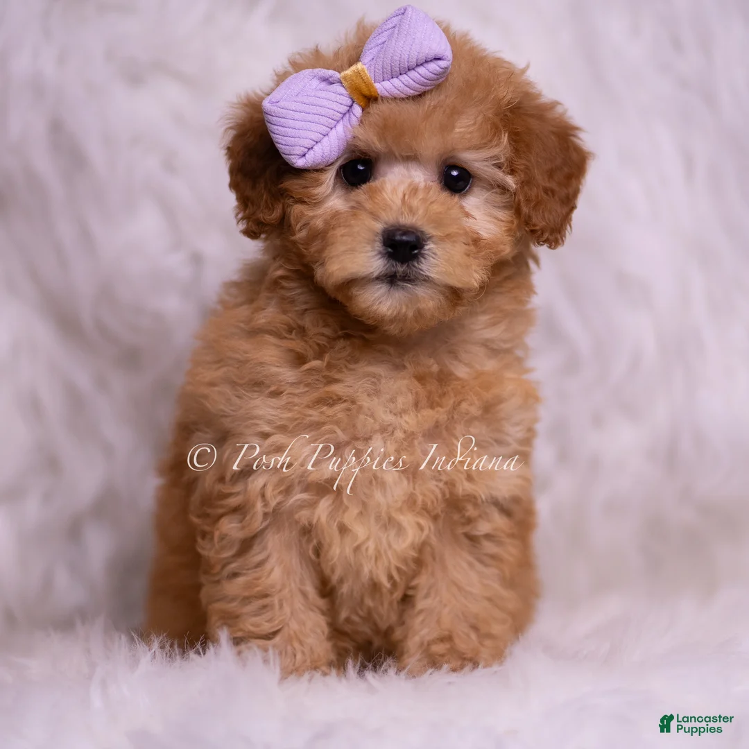 Mini Goldendoodle dogs for sale: Gentry - Ad 2