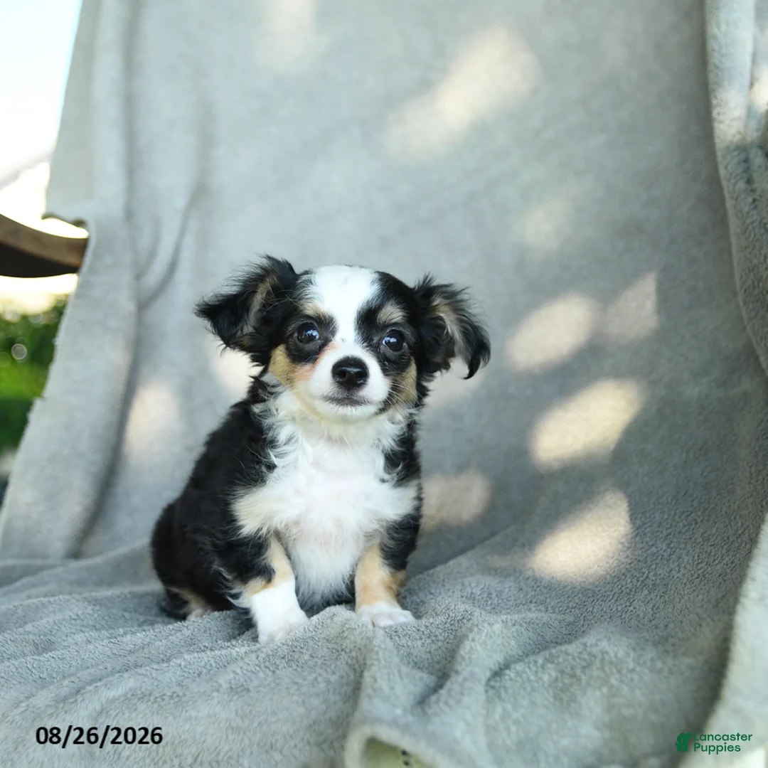 Chihuahua dogs for sale: Jimbo - Ad 5