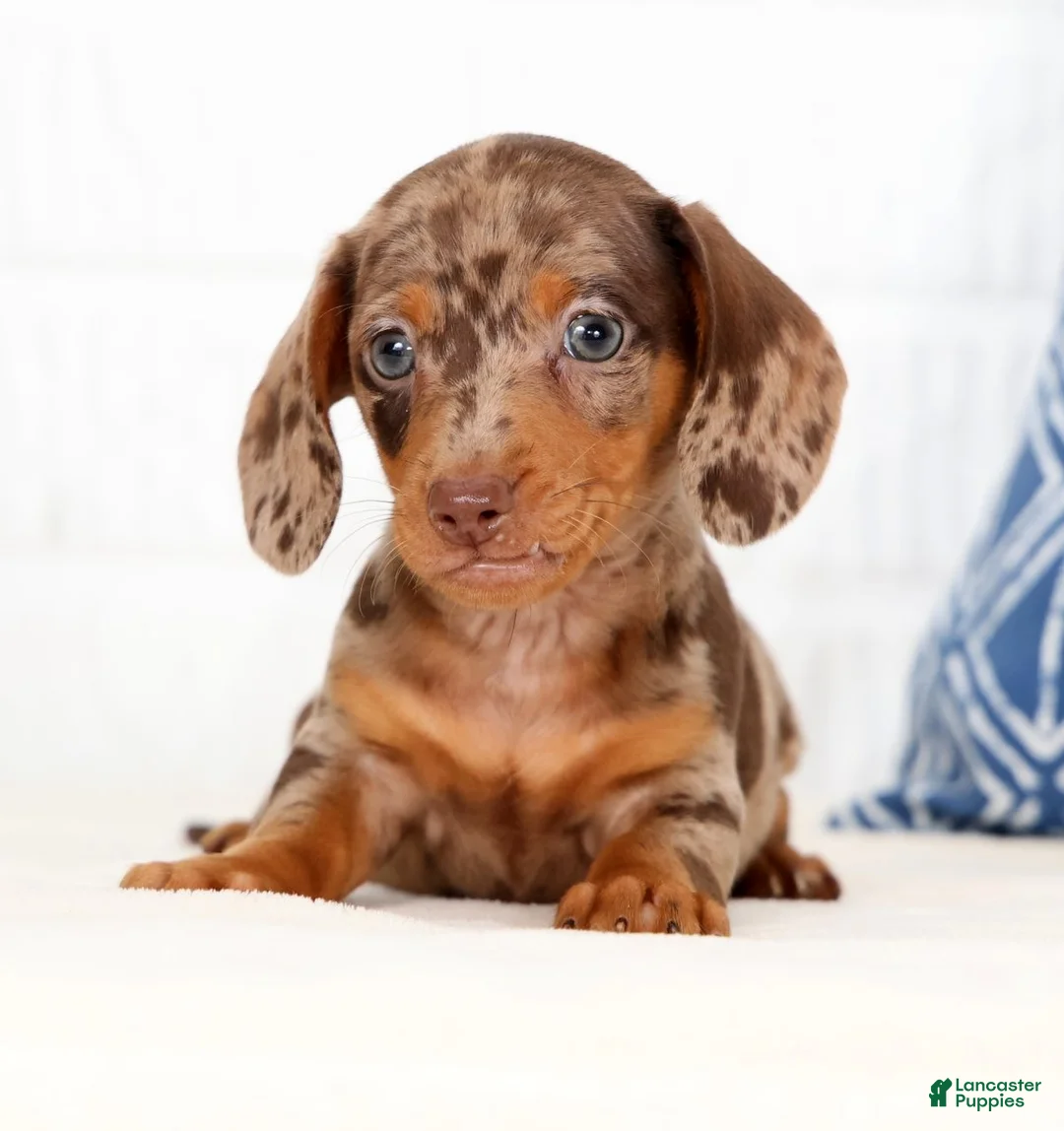 Miniature Dachshund dogs for sale: Anton - Ad 1