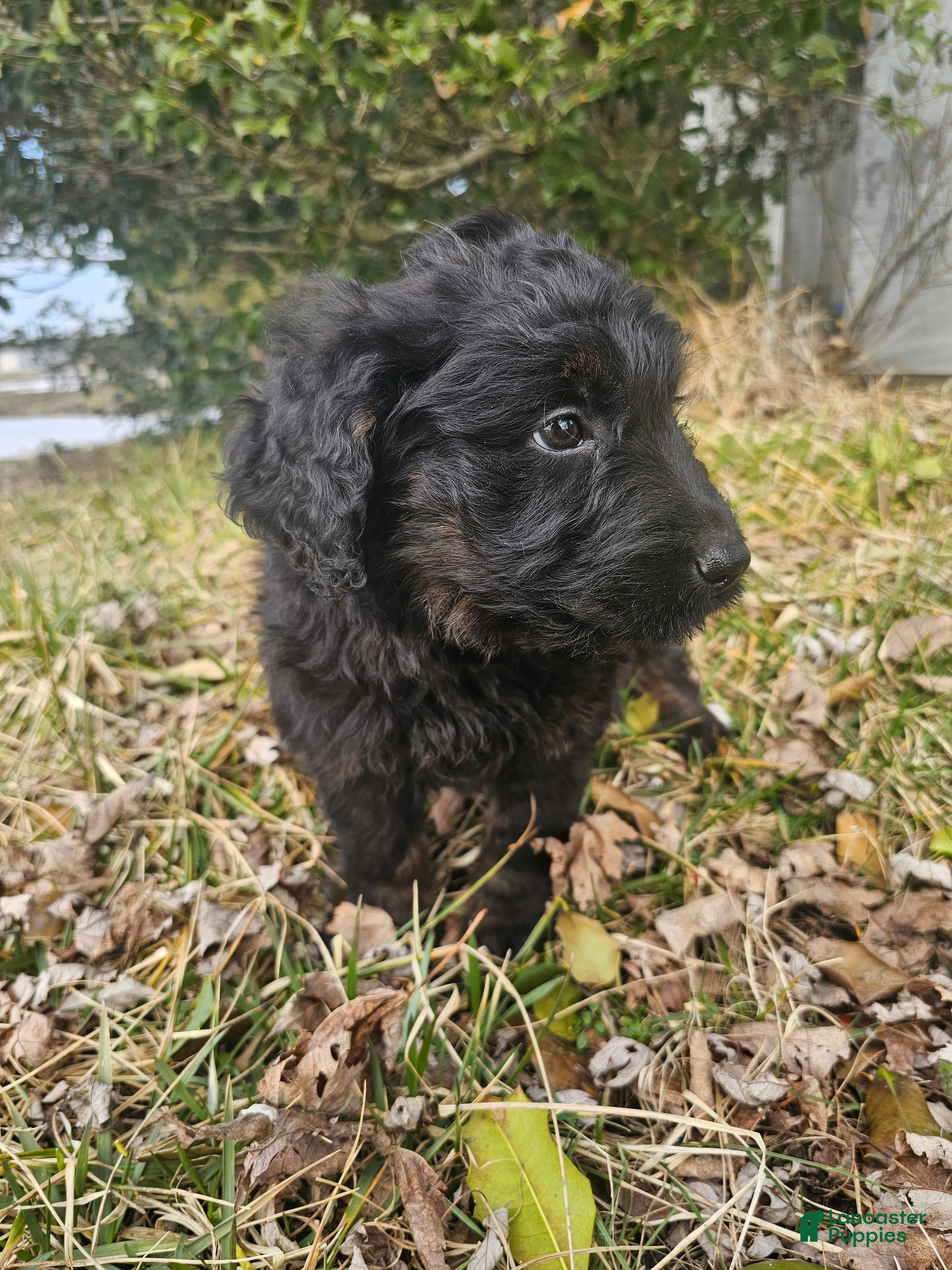 Mixed Breed dogs Briar. - Ad 2