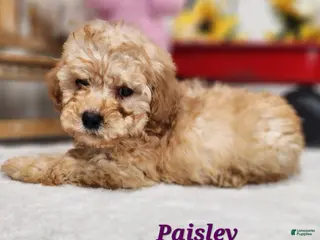 Mini Aussiedoodle dogs Mini Aussiedoodle Puppy 2 - Ad 4