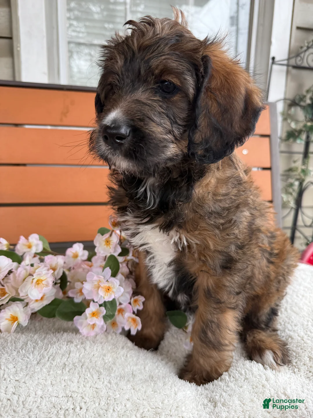 Mixed Breed dogs for sale: Sofie - Ad 2