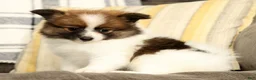 Pomeranian dogs for sale: Molly - Ad 5