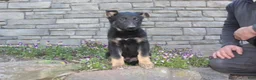 German Shepherd dogs for sale: Dylan  - Ad 4
